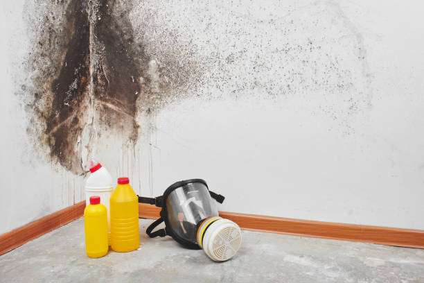 Best Home Mold Removal  in Jones Creek, TX
