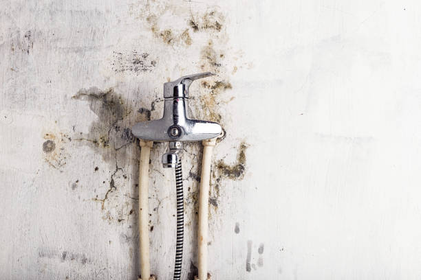 Best Black Mold Removal  in Jones Creek, TX