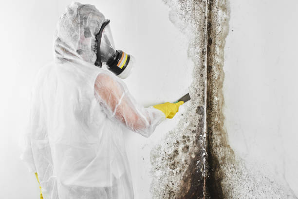 Best Toxic Mold Removal  in Jones Creek, TX