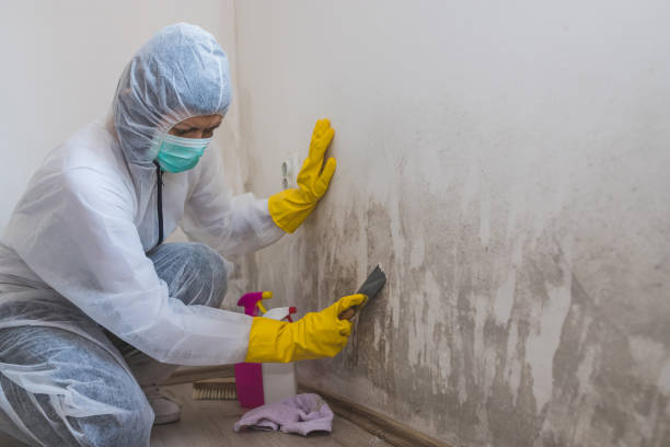 Jones Creek, TX Mold Removal Company