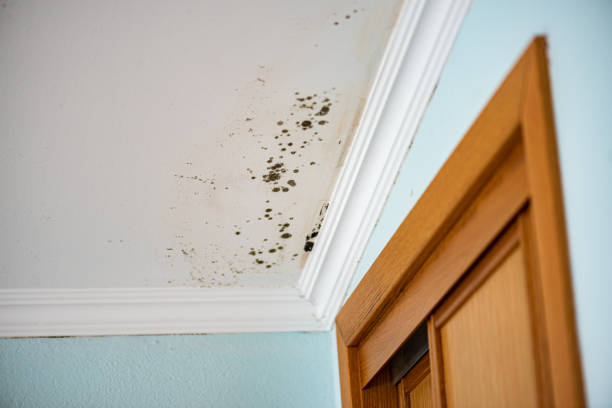 Best Affordable Mold Removal  in Jones Creek, TX