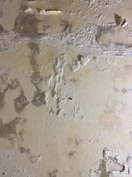 Best Attic Mold Removal  in Jones Creek, TX