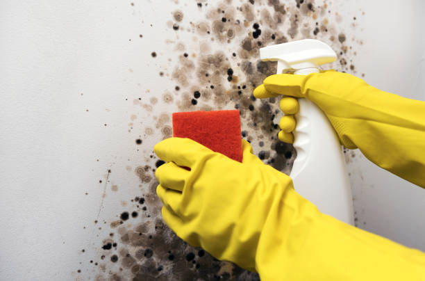 Best Local Mold Removal Service  in Jones Creek, TX