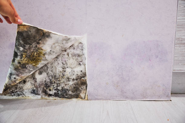 Best Office Mold Removal Services  in Jones Creek, TX